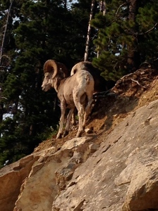 Big-horn sheep on Mt.Baldy